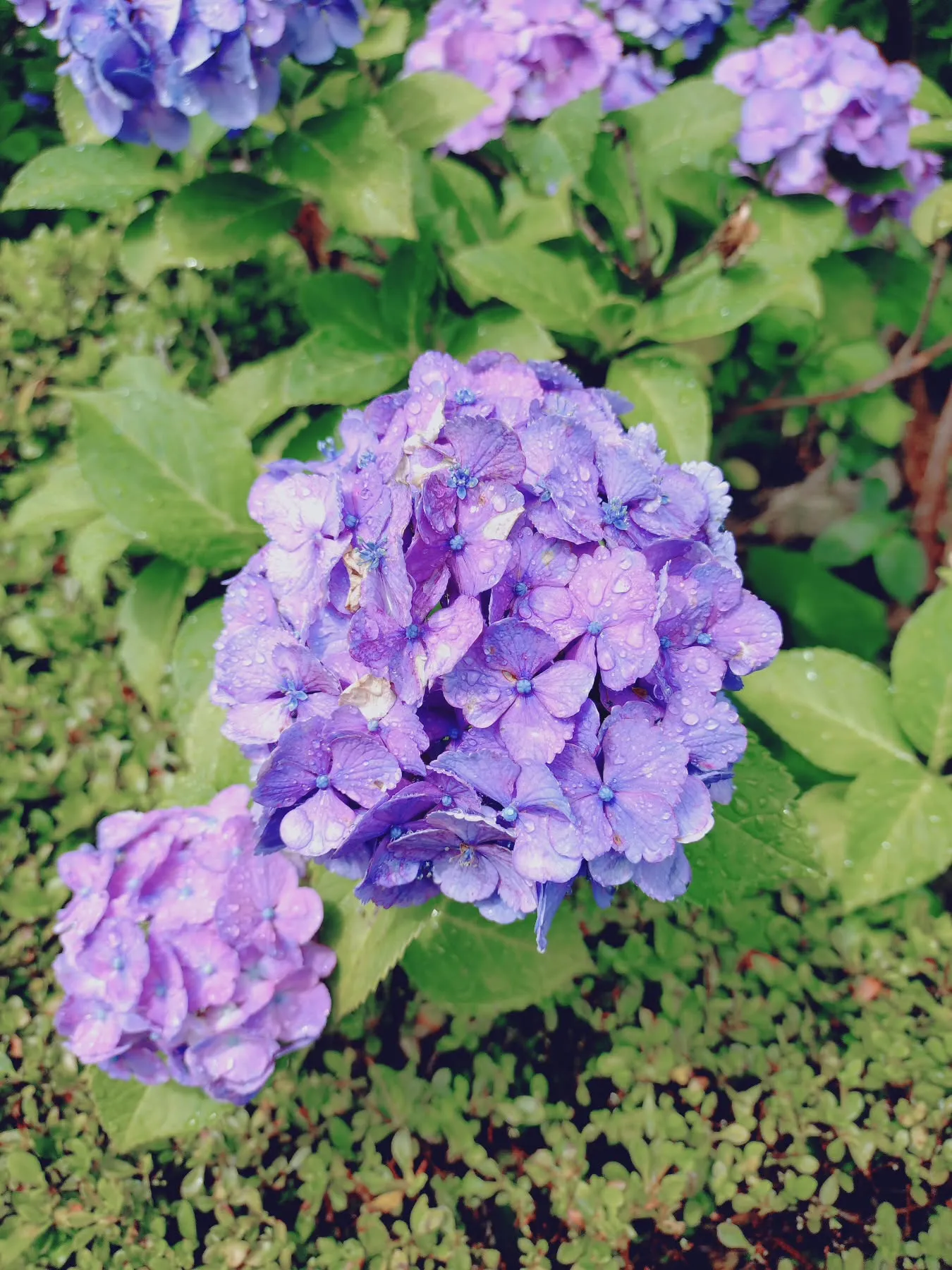紫陽花